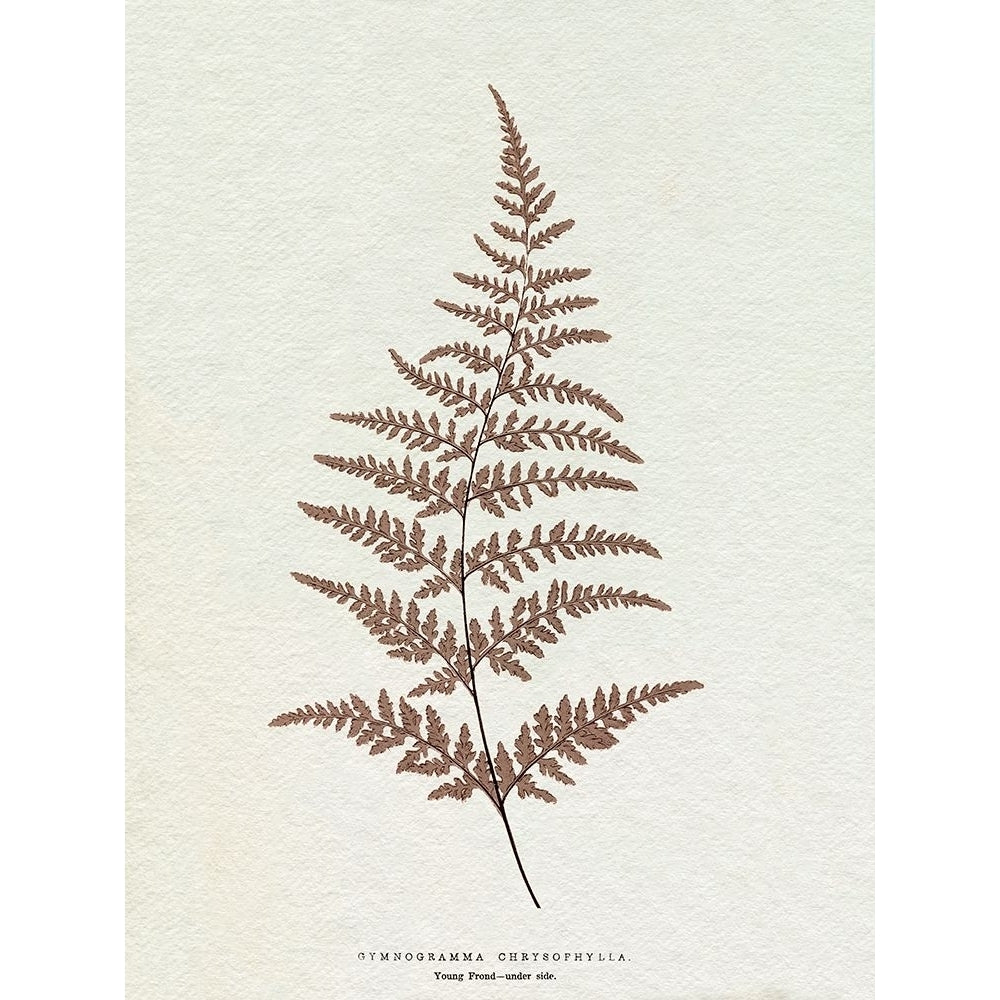 Lowe Sepia Fern I Poster Print - E.J. Lowe-VARPDX203483Z Image 1