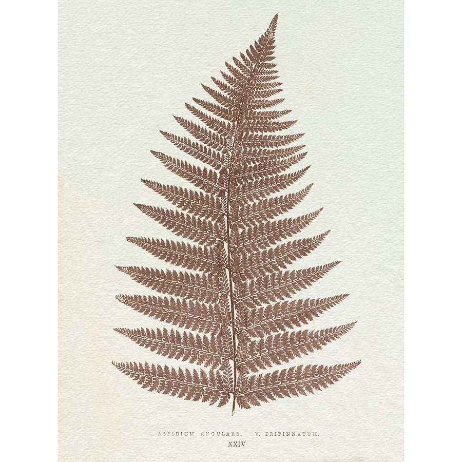 Lowe Sepia Fern VI Poster Print - E.J. Lowe-VARPDX203488Z Image 1