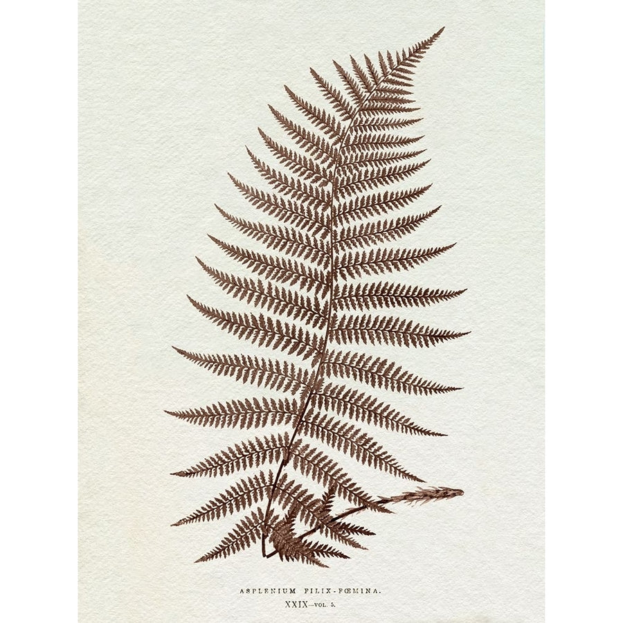 Lowe Sepia Fern XI Poster Print - E.J. Lowe-VARPDX203493Z Image 1