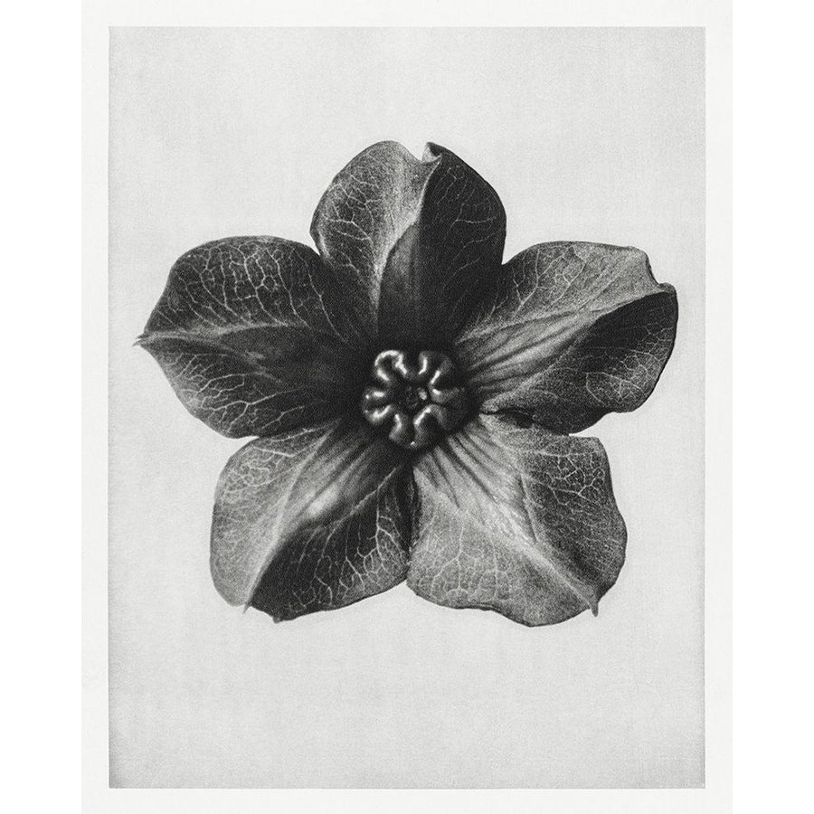 Blossfeldt Rosette II Poster Print - Karl Blossfeldt-VARPDX203515Z Image 1