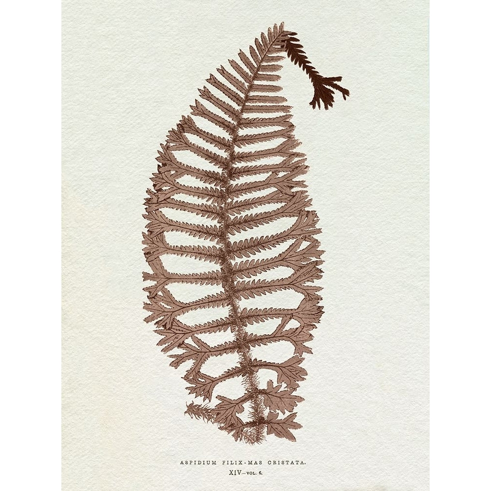 Lowe Sepia Fern X Poster Print - E.J. Lowe-VARPDX203492Z Image 1