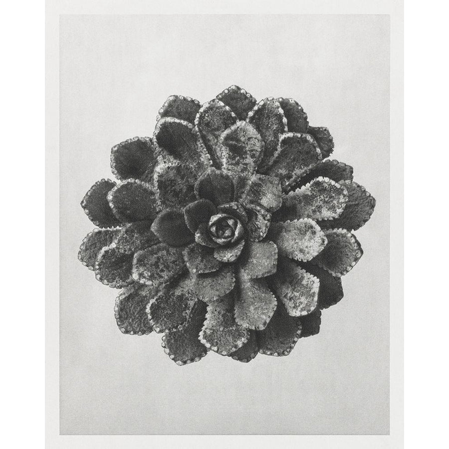 Blossfeldt Rosette I Poster Print - Karl Blossfeldt-VARPDX203514Z Image 1