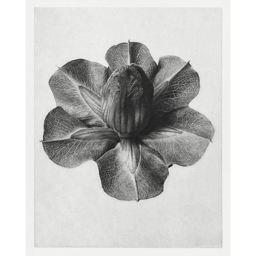 Blossfeldt Rosette III Poster Print - Karl Blossfeldt-VARPDX203516Z Image 1