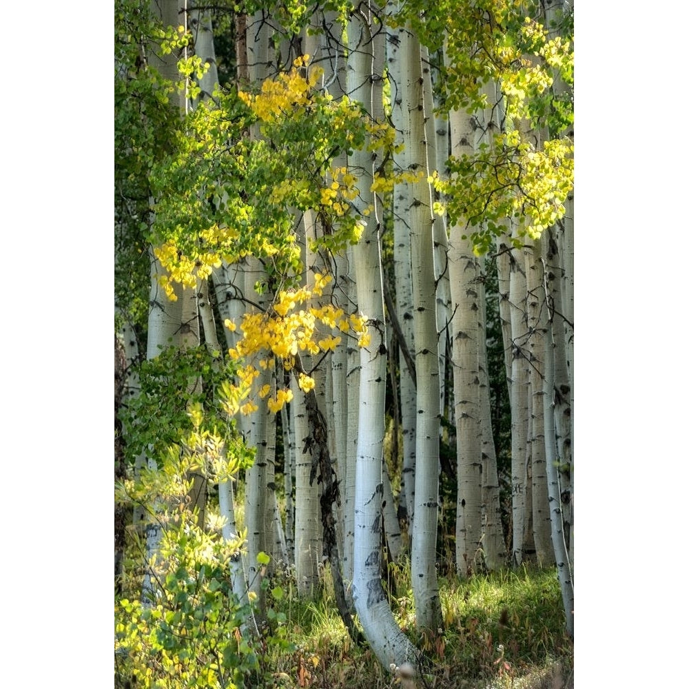 Aspen Trunks VI Poster Print - Danny Head-VARPDX203610 Image 1