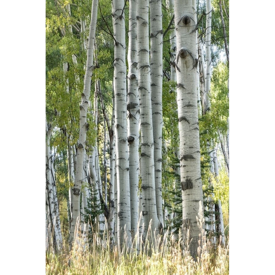 Aspen Trunks VII Poster Print - Danny Head-VARPDX203644 Image 1