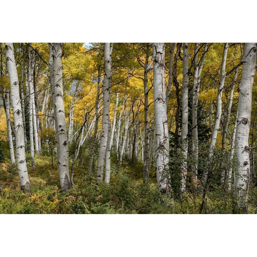 Autumn Grove II Poster Print - Danny Head-VARPDX203873 Image 1