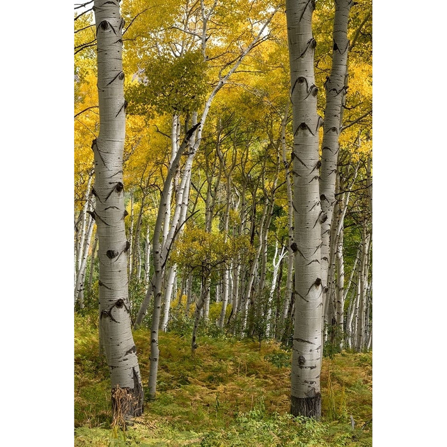 Autumn Aspens I Poster Print - Danny Head-VARPDX203867 Image 1