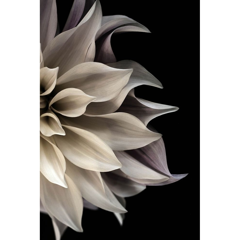 Shattered Petals II Poster Print - Judy Stalus-VARPDX203912Z Image 1