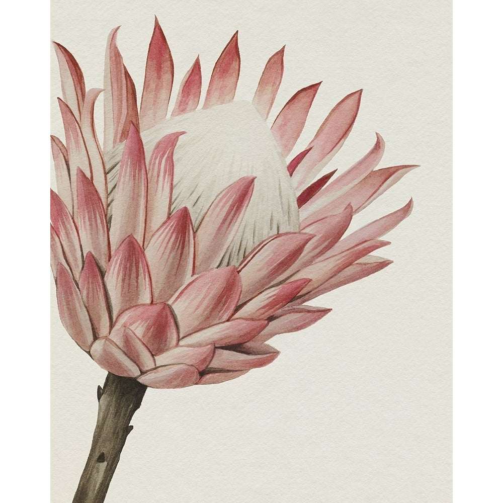 Queen Protea I Poster Print - Grace Popp-VARPDX203940FN Image 1