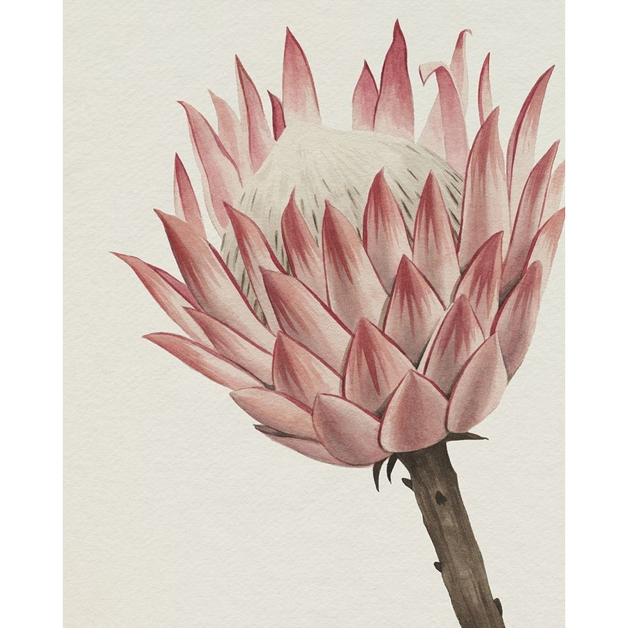 Queen Protea II Poster Print - Grace Popp-VARPDX203941FN Image 1