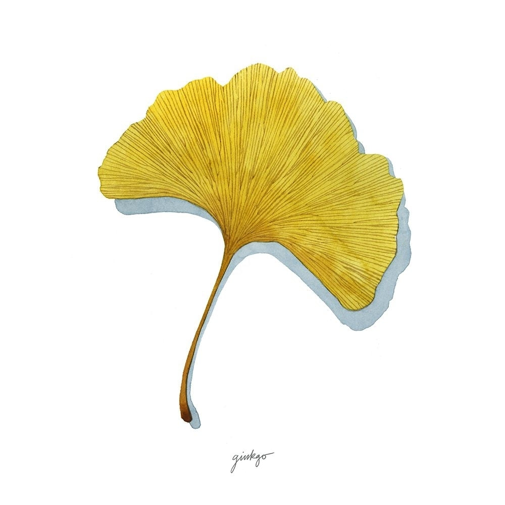 Golden Ginkgo Study II Poster Print - Grace Popp-VARPDX204054Z Image 1