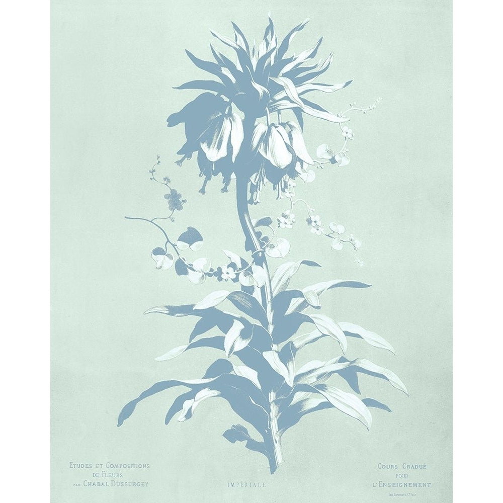 Mint Lilium I Poster Print - Chabal Dussurgey-VARPDX204318Z Image 1