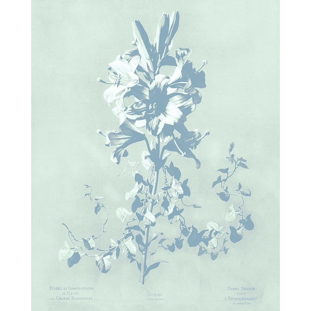 Mint Lilium II Poster Print - Chabal Dussurgey-VARPDX204319Z Image 1