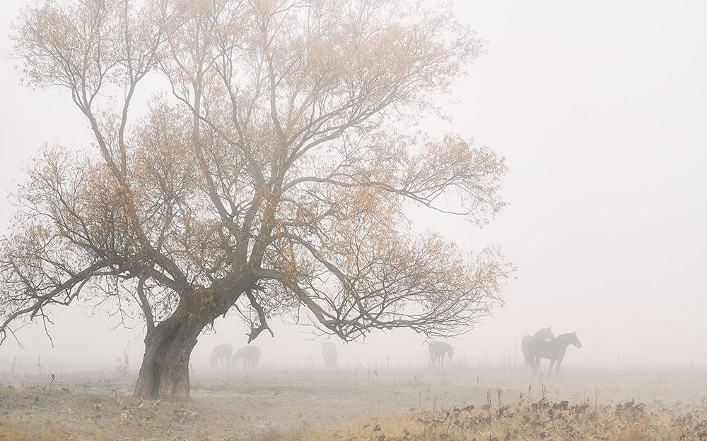 Lost in the fog Poster Print - Pawel Kado-VARPDX2043923 Image 1