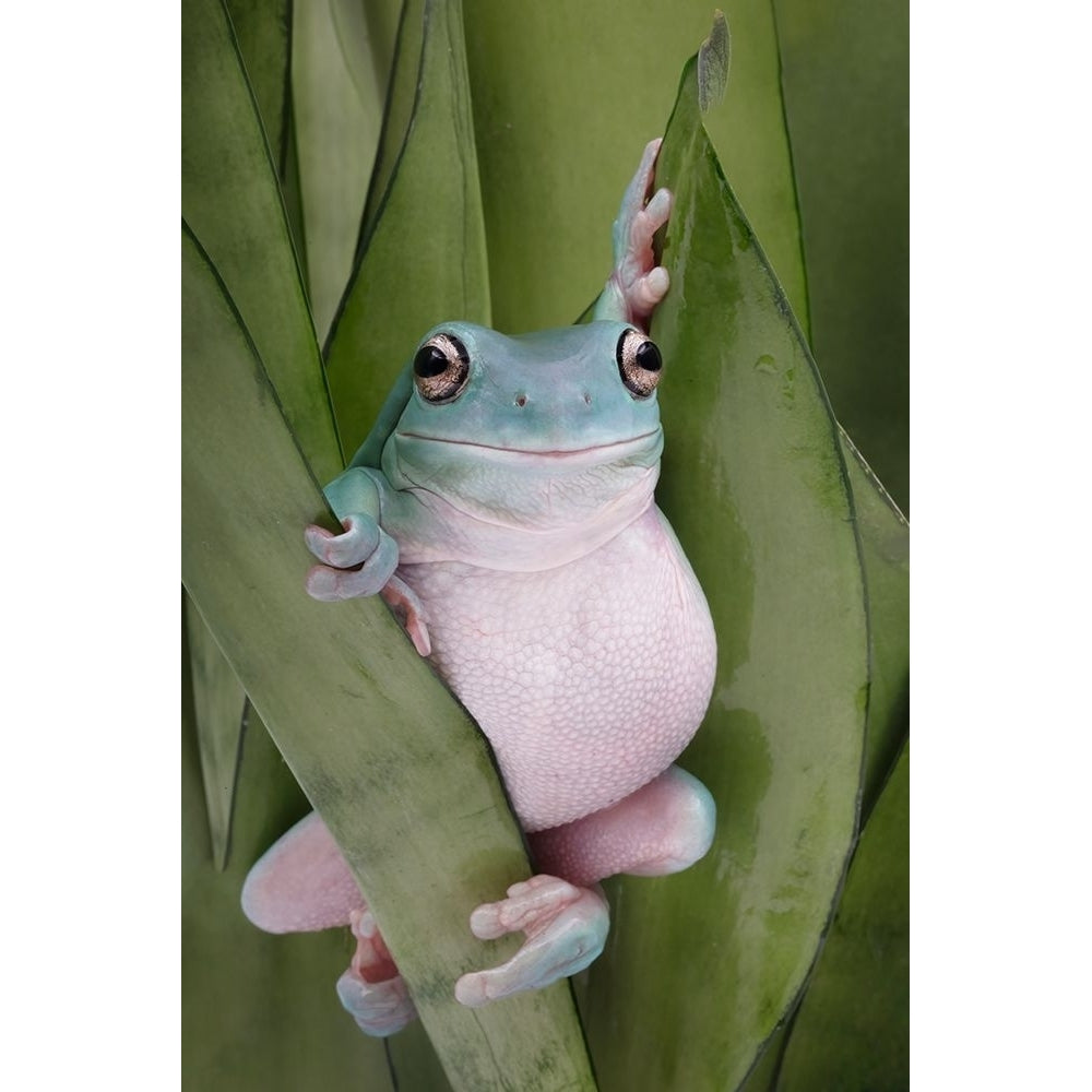 A Whites Tree Frogs Pose Poster Print - Linda D Lester-VARPDX2043880 Image 1