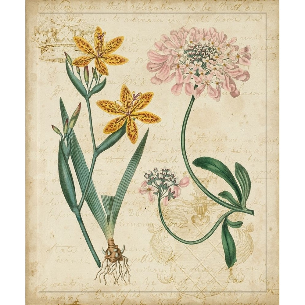 Botanical Repertoire I Poster Print - Studio Vision-VARPDX20464Z Image 1