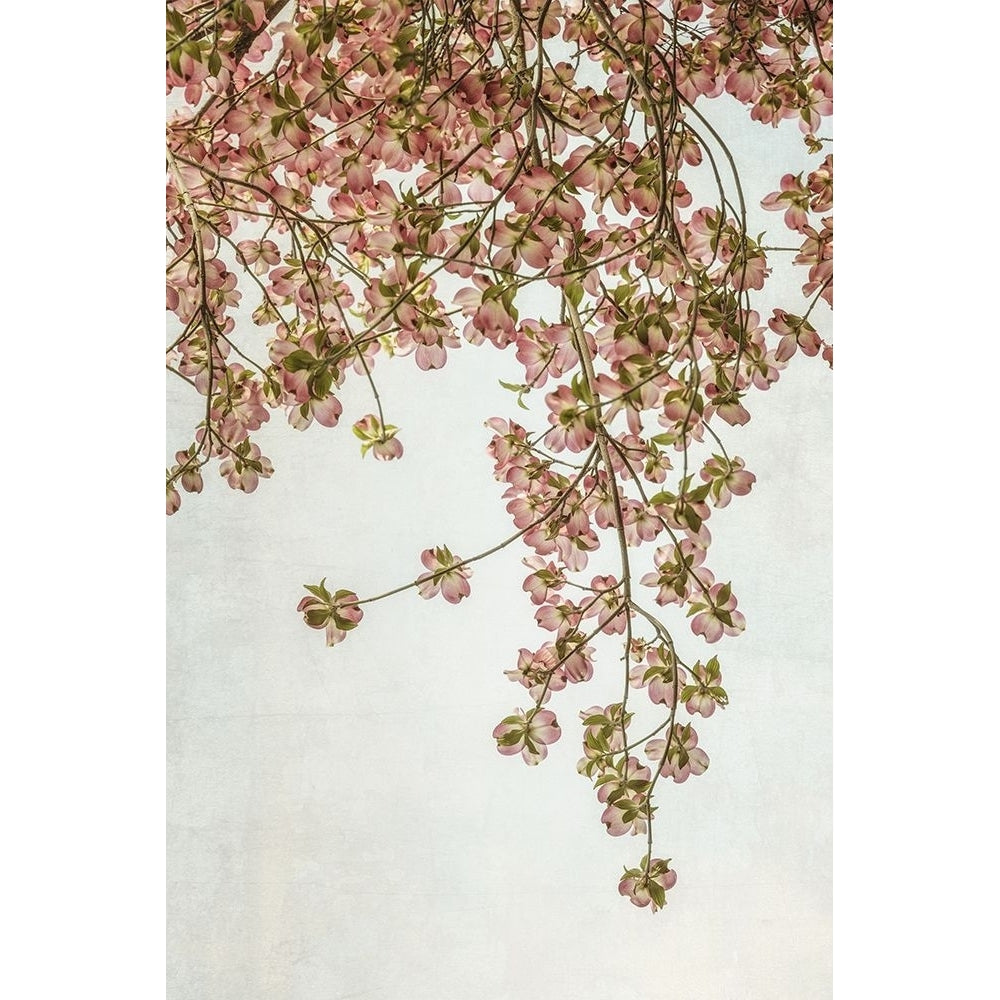 Quiet Spring II Poster Print - Dianne Poinski-VARPDX204688Z Image 1