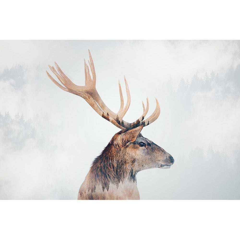 Stag Poster Print - Angyalosi Beata-VARPDX2046529 Image 1