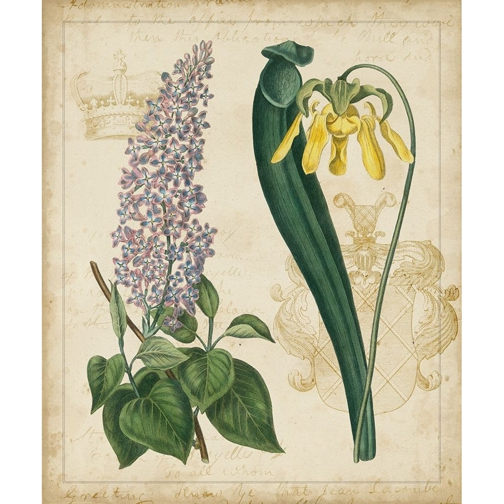 Botanical Repertoire IV Poster Print - Studio Vision-VARPDX20467Z Image 1