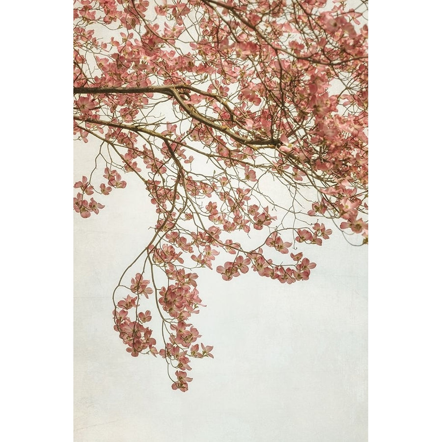 Quiet Spring I Poster Print - Dianne Poinski-VARPDX204687Z Image 1