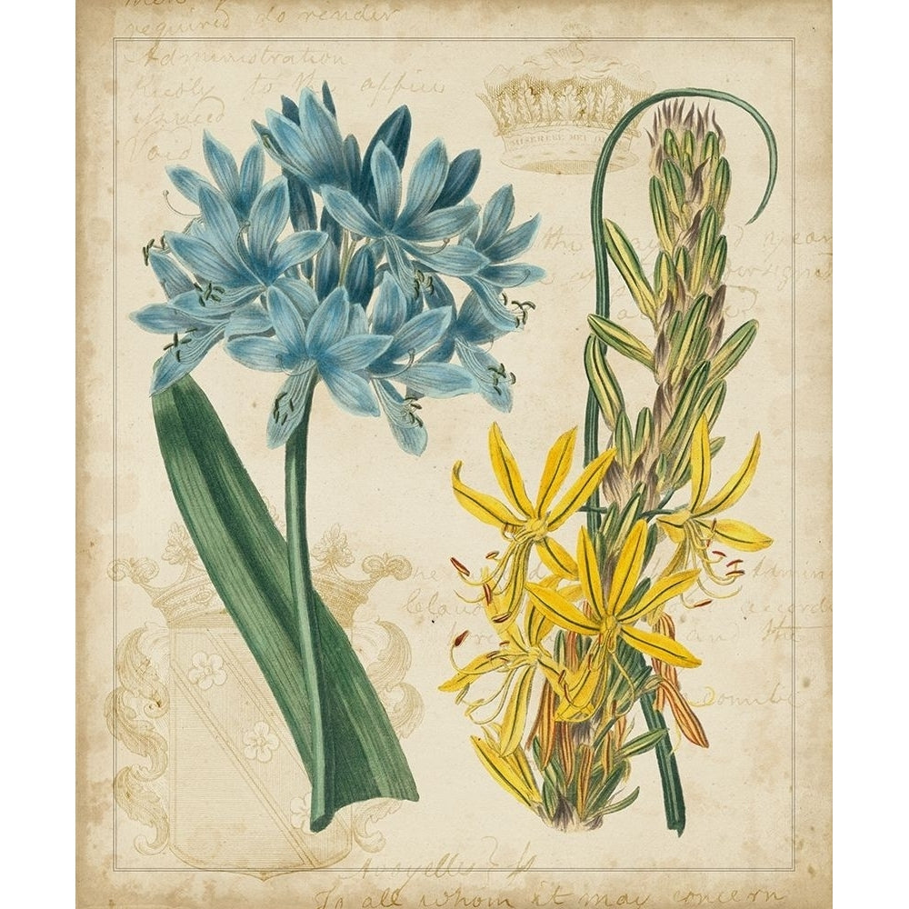 Botanical Repertoire II Poster Print - Studio Vision-VARPDX20465Z Image 1