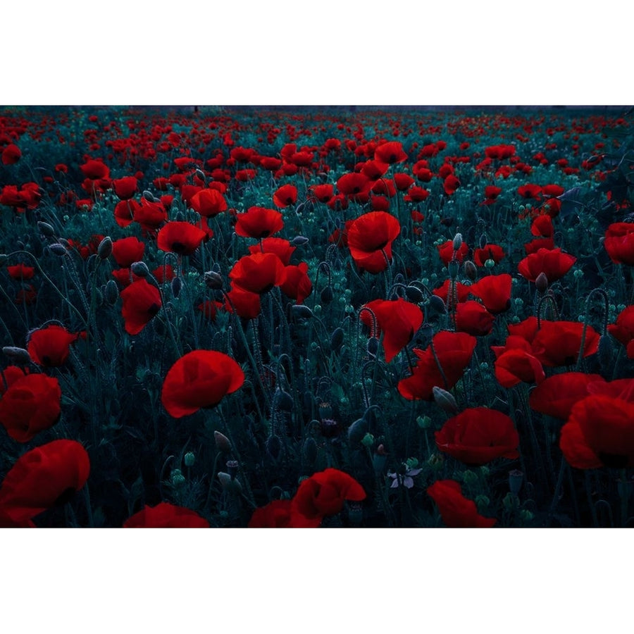 Symphony Of Flowers Poster Print - Farid Kazamil-VARPDX2048211 Image 1