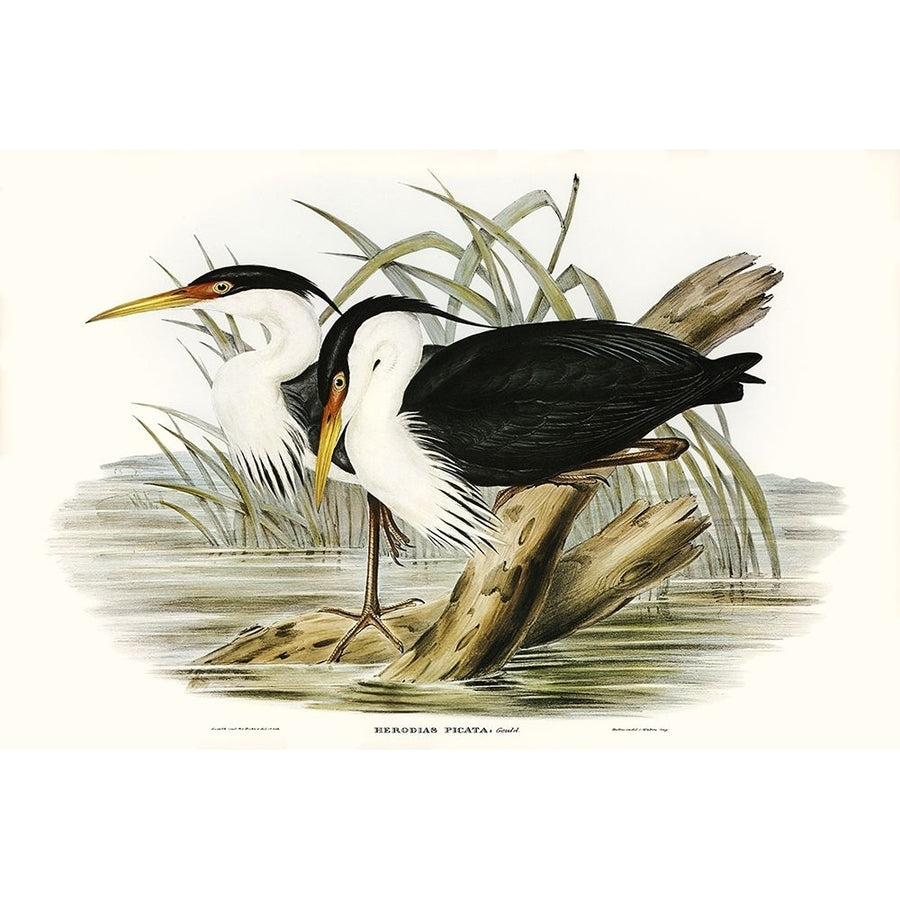 Waterbird Pairing II Poster Print - Elizabeth Gould-VARPDX204828Z Image 1