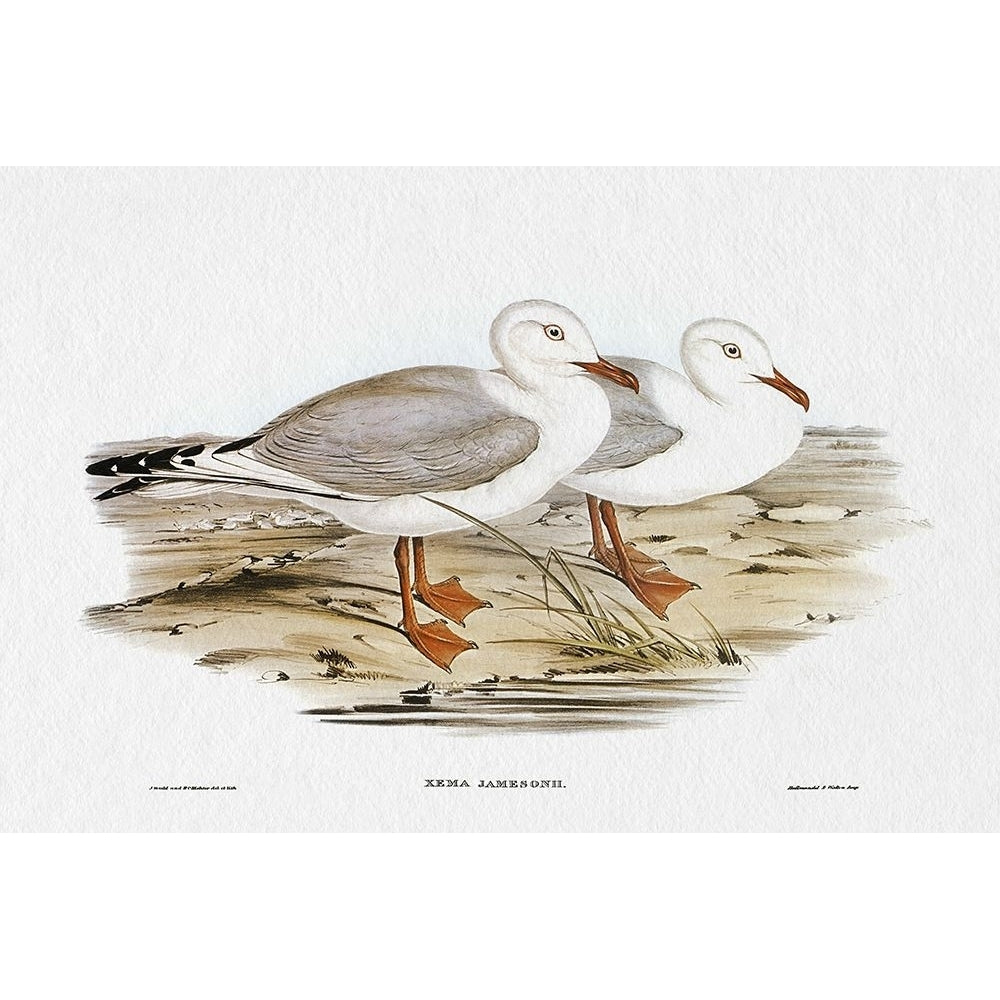 Seabird Pairing VII Poster Print - Elizabeth Gould-VARPDX204839Z Image 1