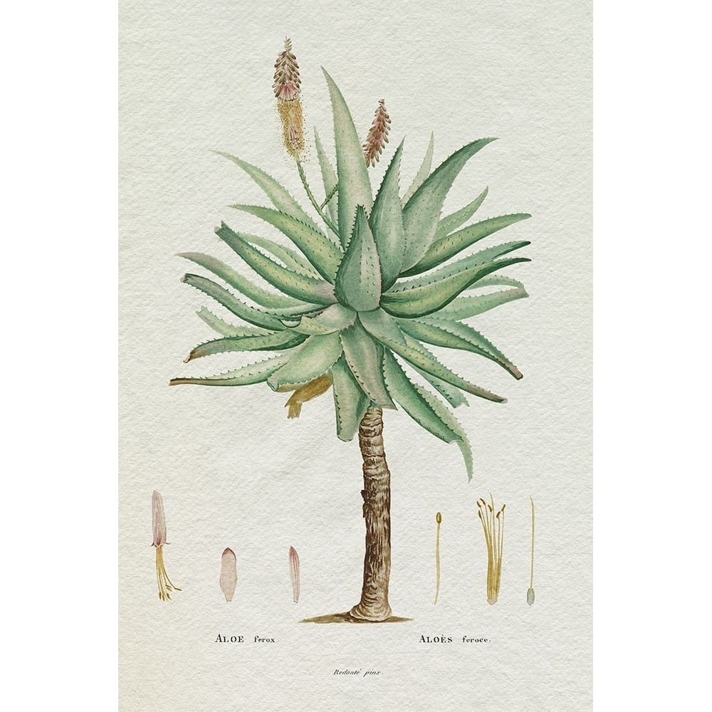 Redoute Succulent I Poster Print - Pierre Redoute-VARPDX204843Z Image 1