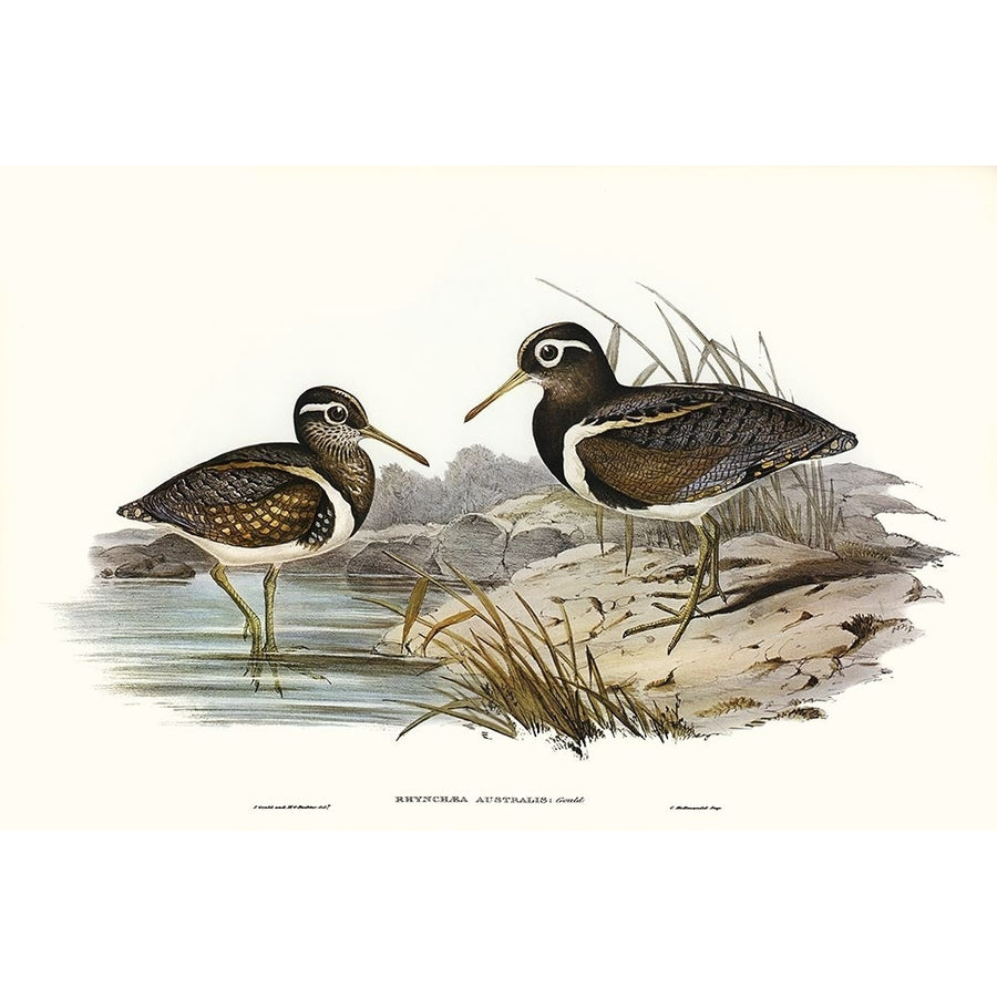 Waterbird Pairing III Poster Print - Elizabeth Gould-VARPDX204829Z Image 1