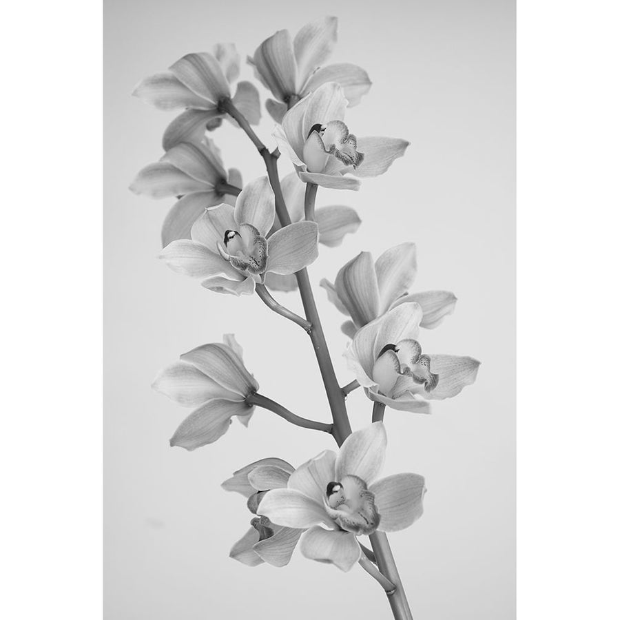 Wild Orchid Poster Print - Igor Mandich-VARPDX2048405 Image 1