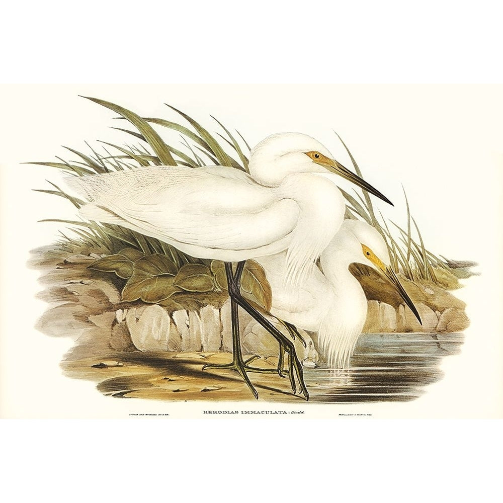 Waterbird Pairing I Poster Print - Elizabeth Gould-VARPDX204827Z Image 1