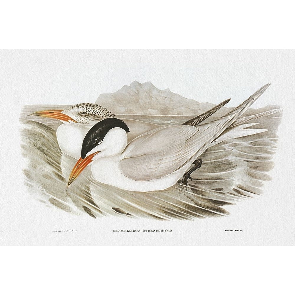 Seabird Pairing VI Poster Print - Elizabeth Gould-VARPDX204838Z Image 1