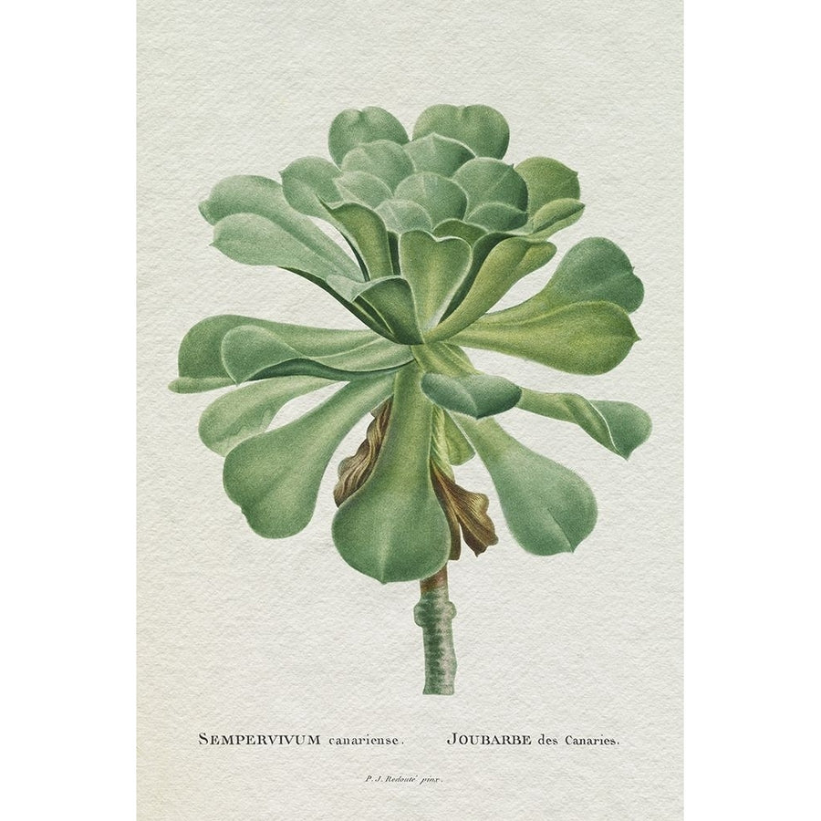 Redoute Succulent V Poster Print - Pierre Redoute-VARPDX204847Z Image 1