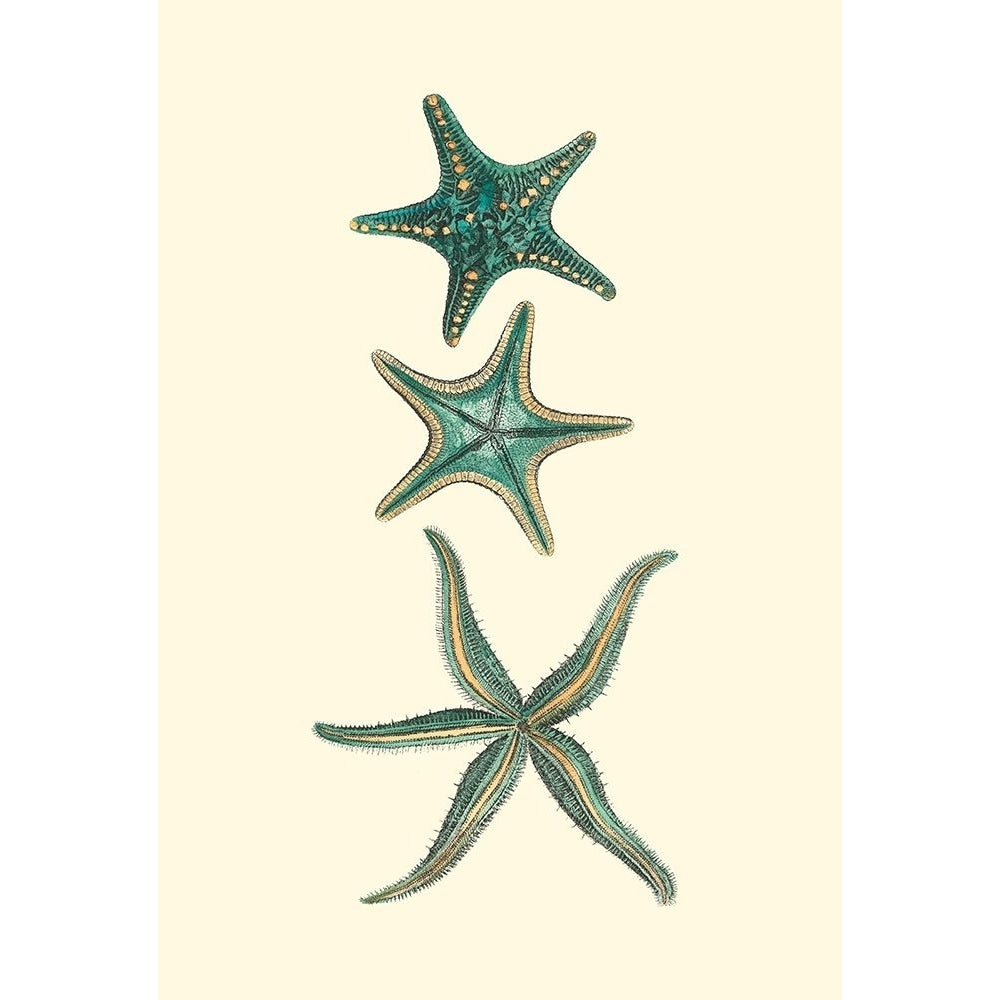 Custom Aquamarine Starfish I Poster Print - Studio Vision-VARPDX204855 Image 1