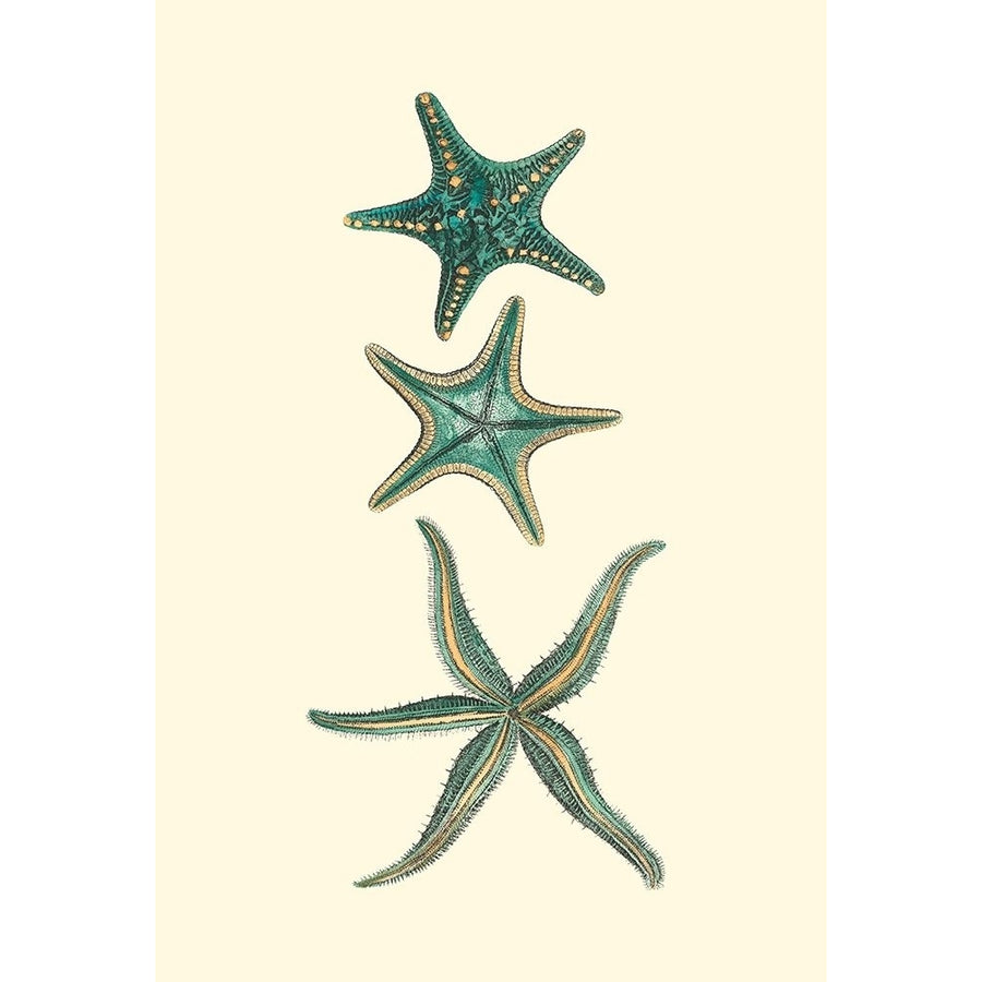 Custom Aquamarine Starfish I Poster Print - Studio Vision-VARPDX204855 Image 1