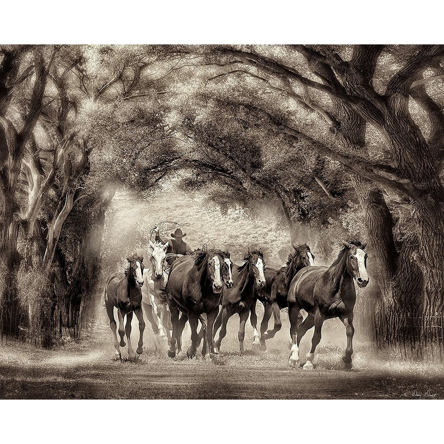 Running Under the Cottonwoods Poster Print - David Drost-VARPDX204970Z Image 1