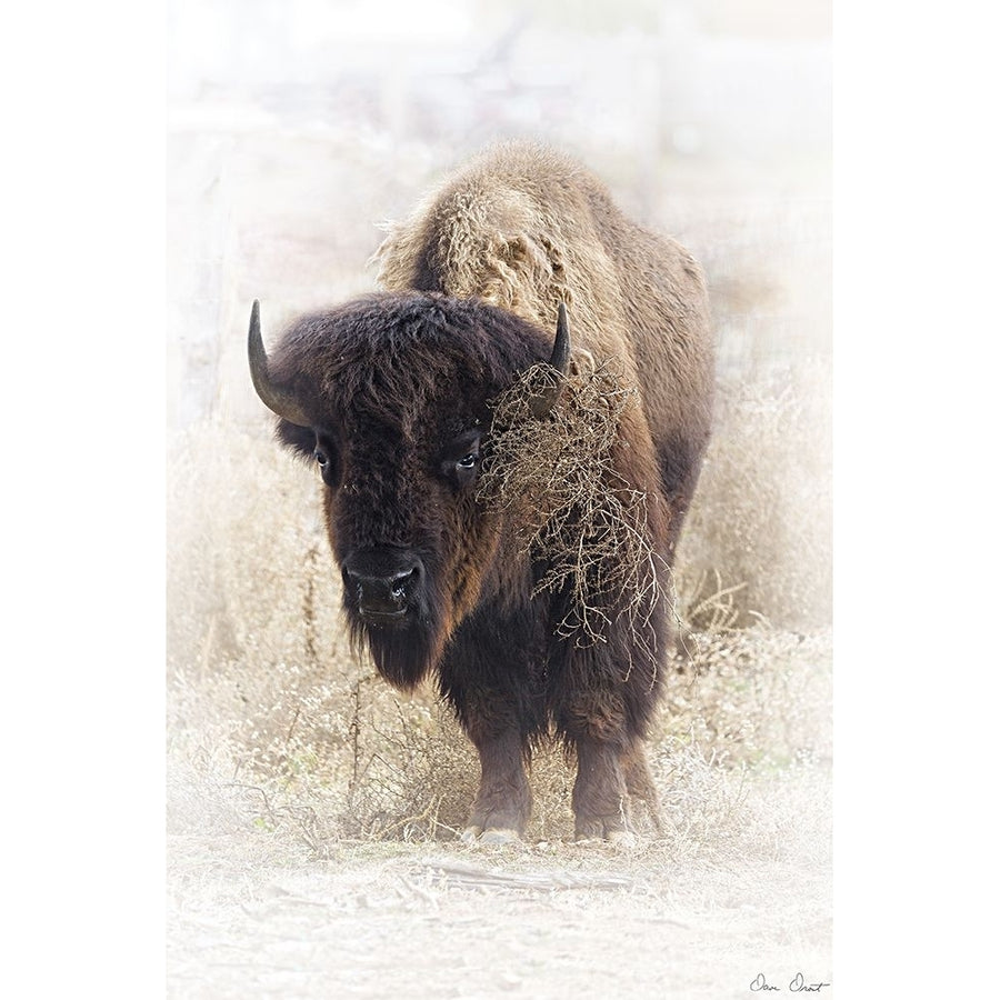 Standing Buffalo II Poster Print - David Drost-VARPDX205039Z Image 1