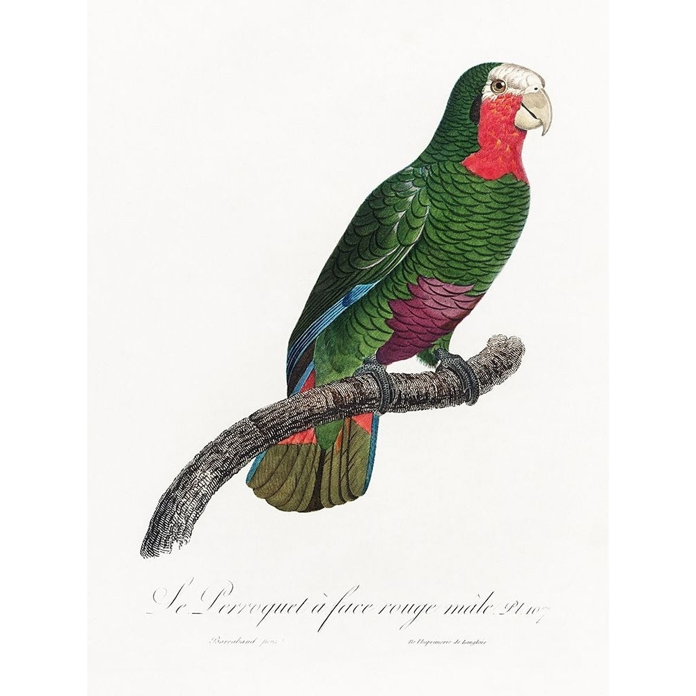 Levaillant Parrot V Poster Print - Francois Levaillant-VARPDX205106Z Image 1