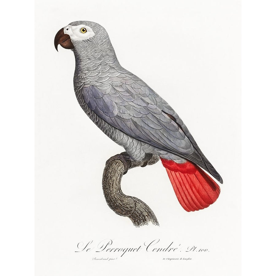 Levaillant Parrot XII Poster Print - Francois Levaillant-VARPDX205113Z Image 1