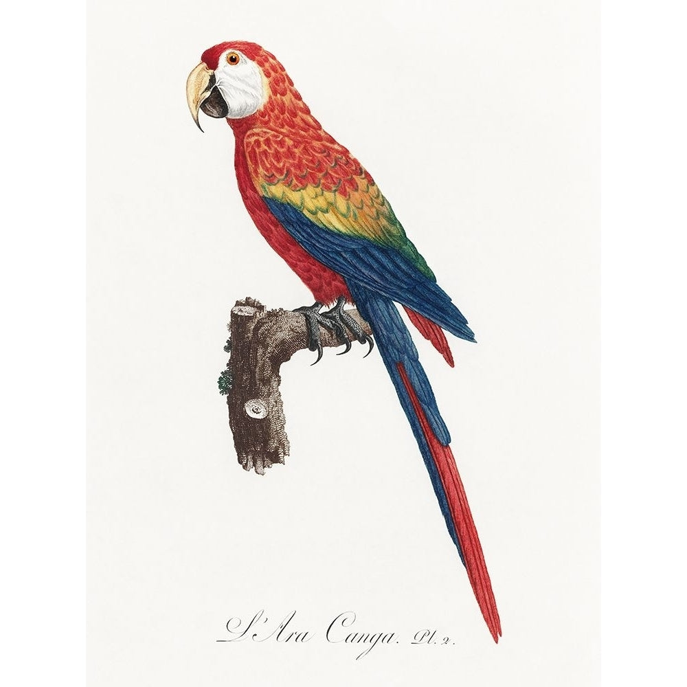 Levaillant Parrot II Poster Print - Francois Levaillant-VARPDX205103Z Image 1