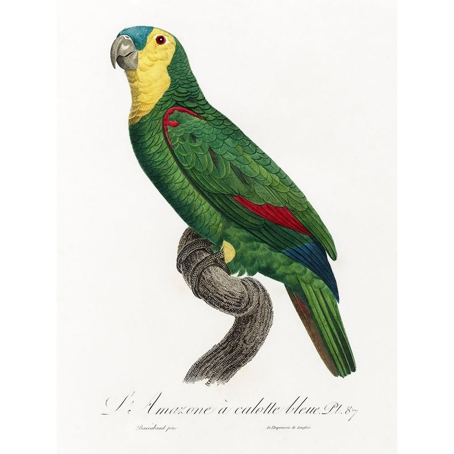 Levaillant Parrot IV Poster Print - Francois Levaillant-VARPDX205105Z Image 1