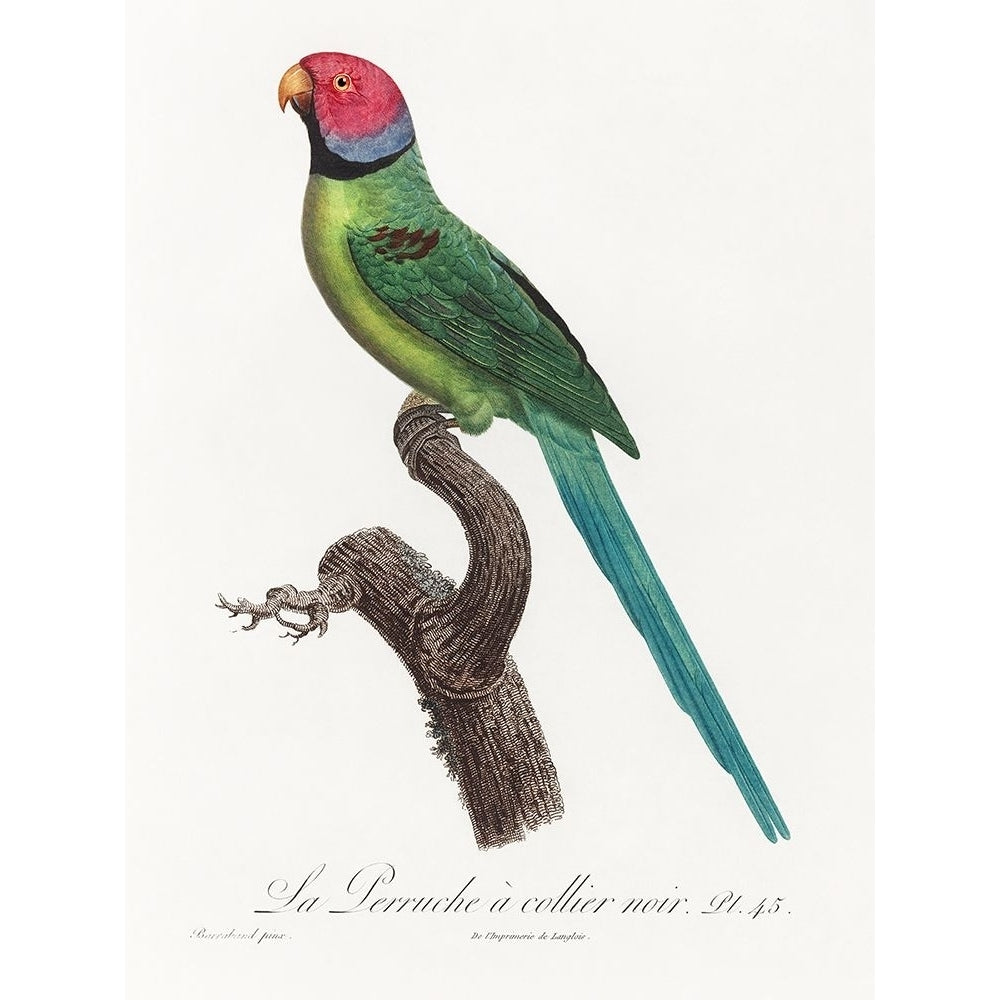 Levaillant Parrot VIII Poster Print - Francois Levaillant-VARPDX205109Z Image 1