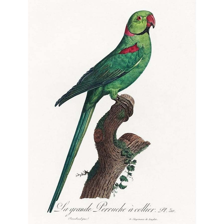 Levaillant Parrot VII Poster Print - Francois Levaillant-VARPDX205108Z Image 1