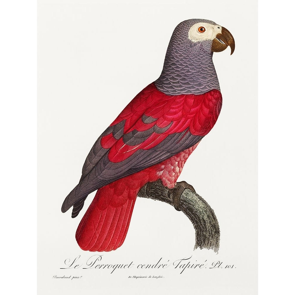 Levaillant Parrot XI Poster Print - Francois Levaillant-VARPDX205112Z Image 1