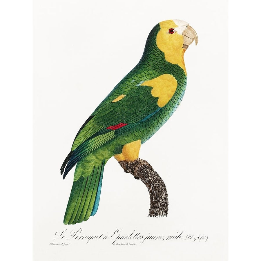 Levaillant Parrot III Poster Print - Francois Levaillant-VARPDX205104Z Image 1