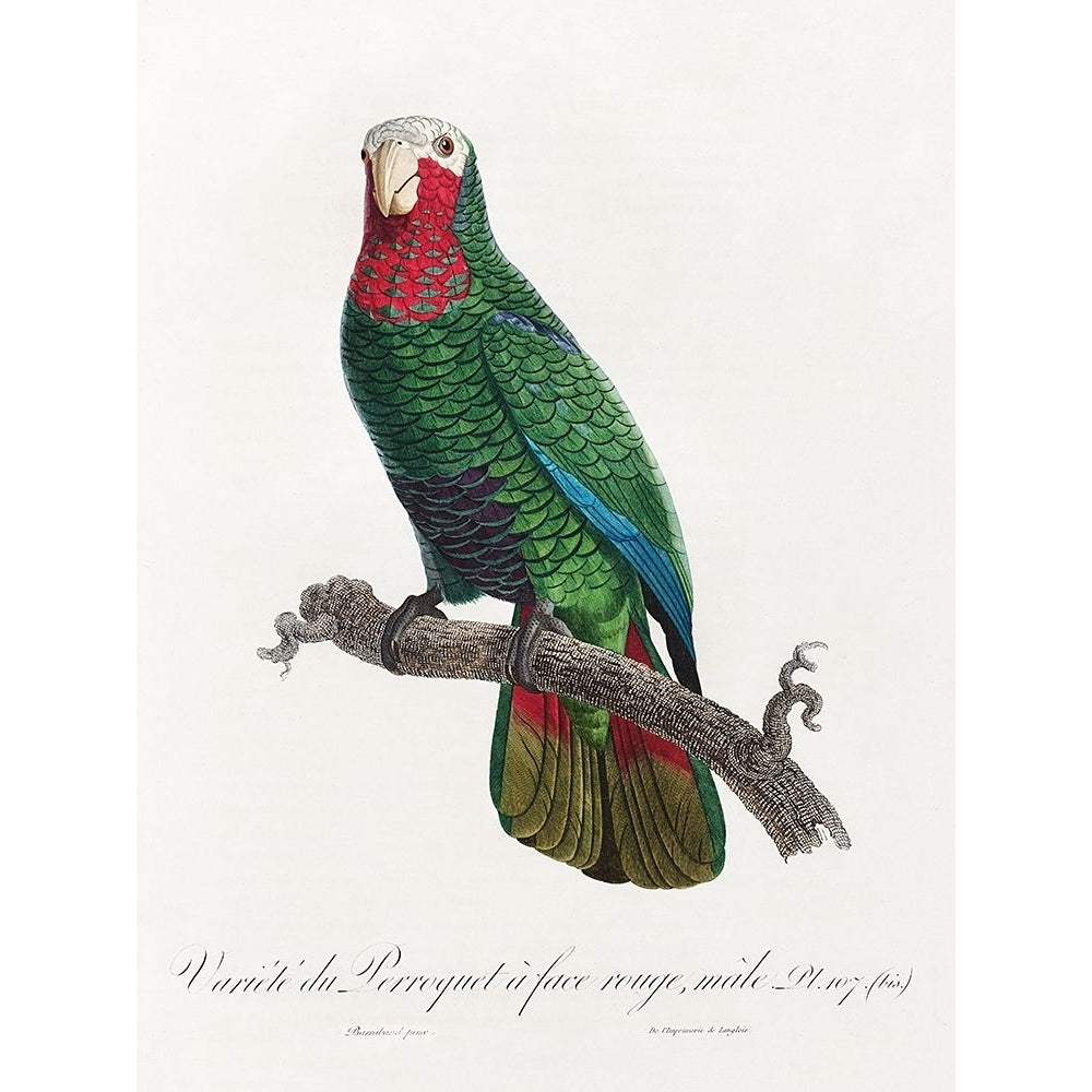 Levaillant Parrot VI Poster Print - Francois Levaillant-VARPDX205107Z Image 1