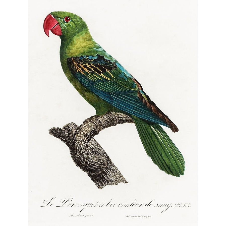 Levaillant Parrot X Poster Print - Francois Levaillant-VARPDX205111Z Image 1