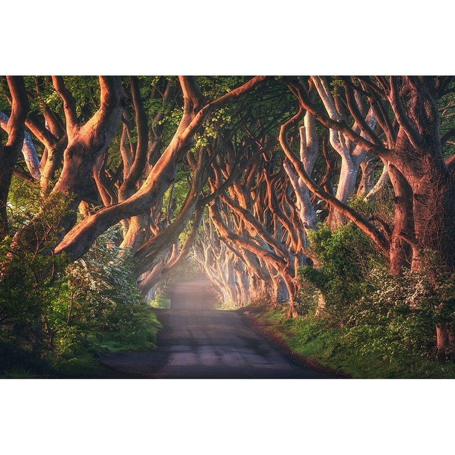 An Irish Fairytale Poster Print - Daniel Gastager-VARPDX2051741 Image 1