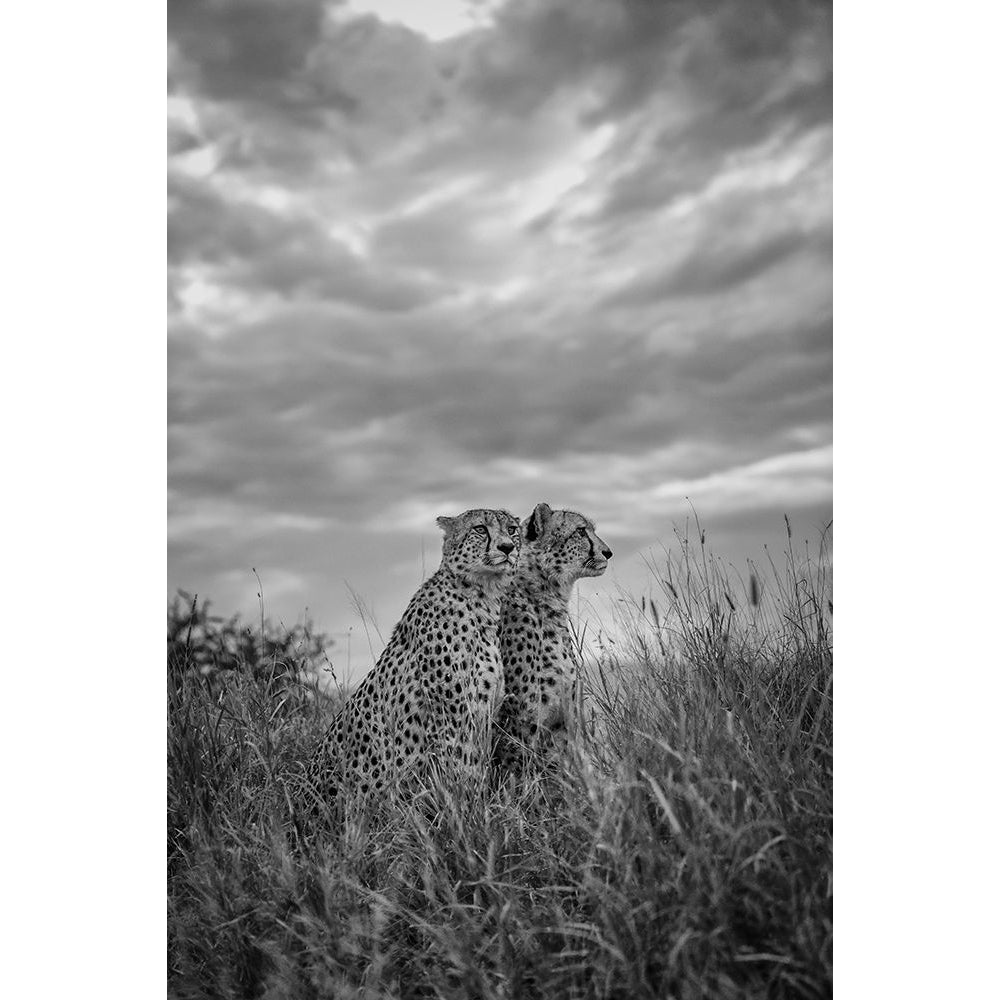 CHEETAH DREAMS Poster Print - Jaco Marx-VARPDX2052055 Image 1